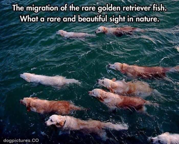 golden retriever fish