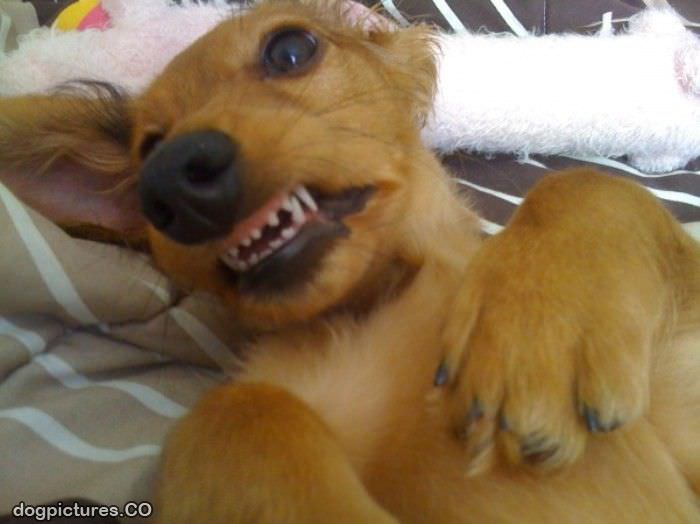 goofy dachshund