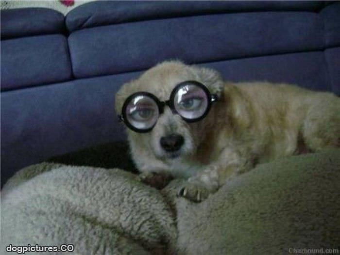 great dog glasses