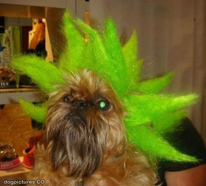 green hair dog