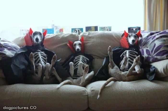 halloween dogs