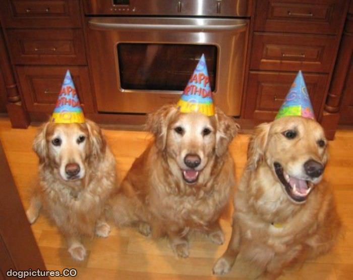 happy birthday party dogs