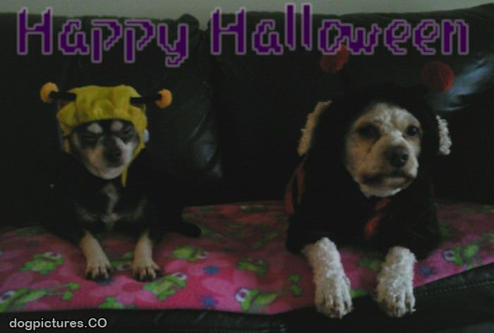 happy halloween dogs