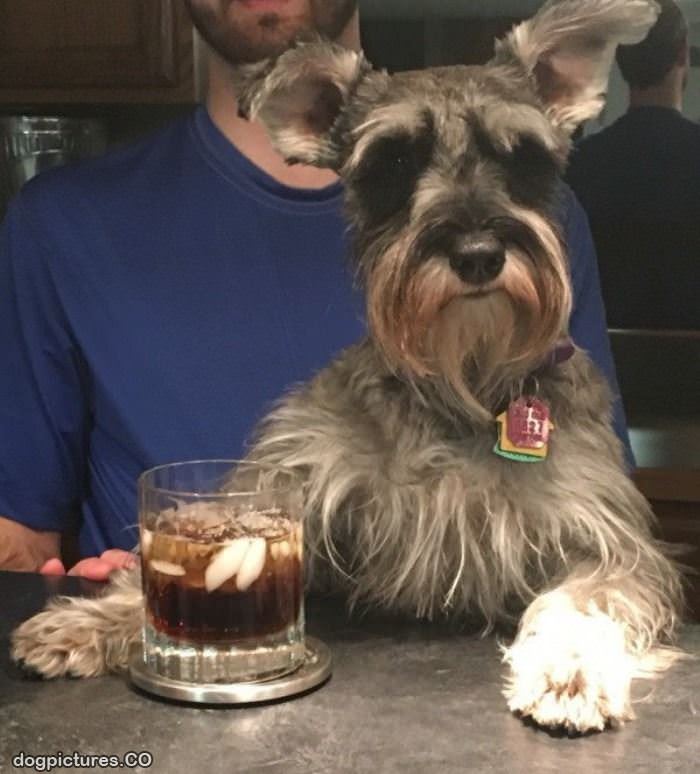 having a cocktail