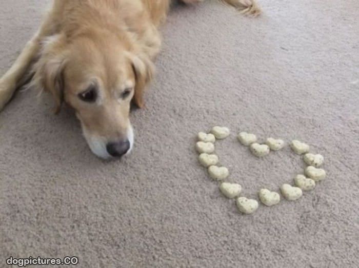 heart dog treats