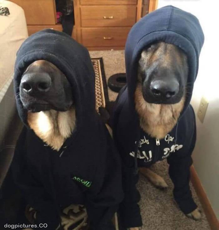hoodie dogs