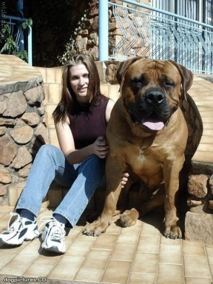 huge dog is huge