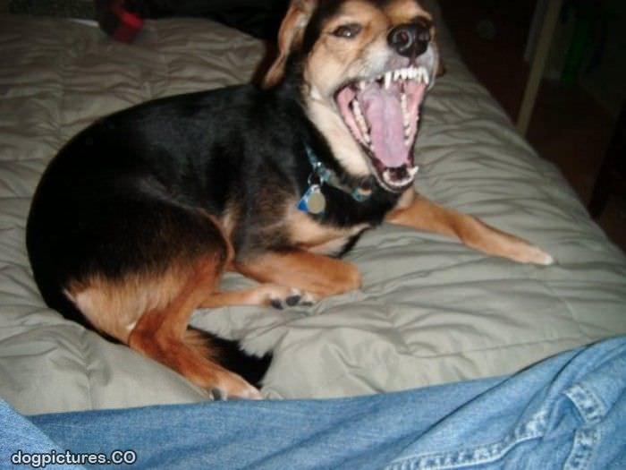 huge yawn
