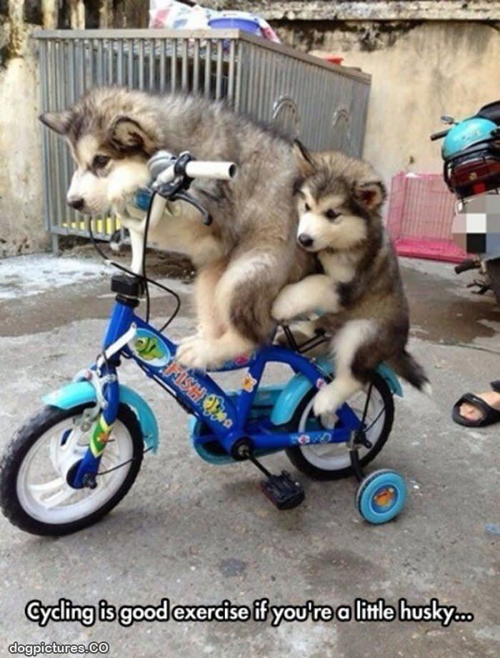 husky cycling