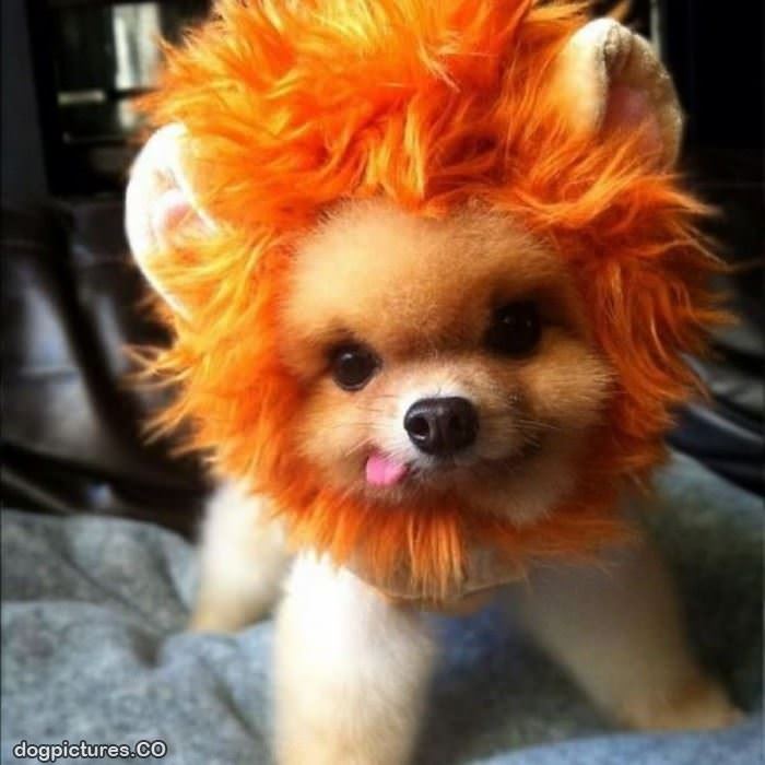 i am a lion