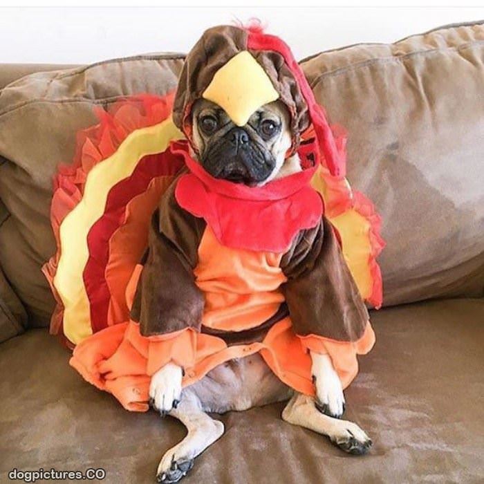 i am a turkey