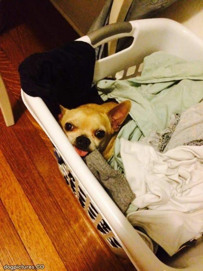 i am laundry lol