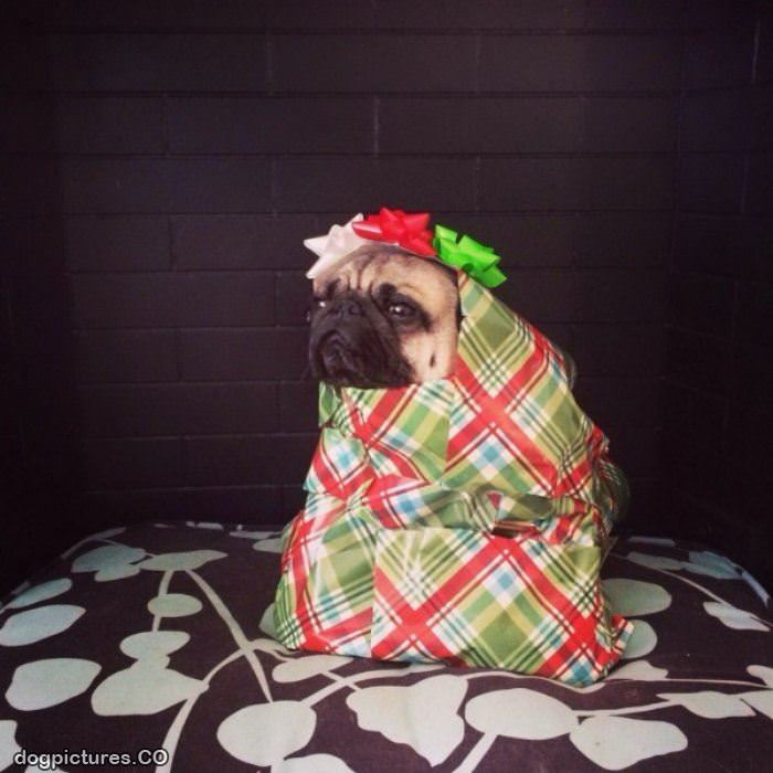 i am your present