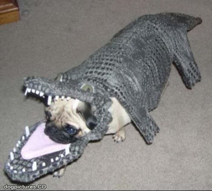 i are alligator