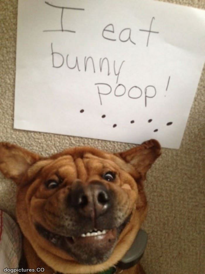 dog eating rabbit poop