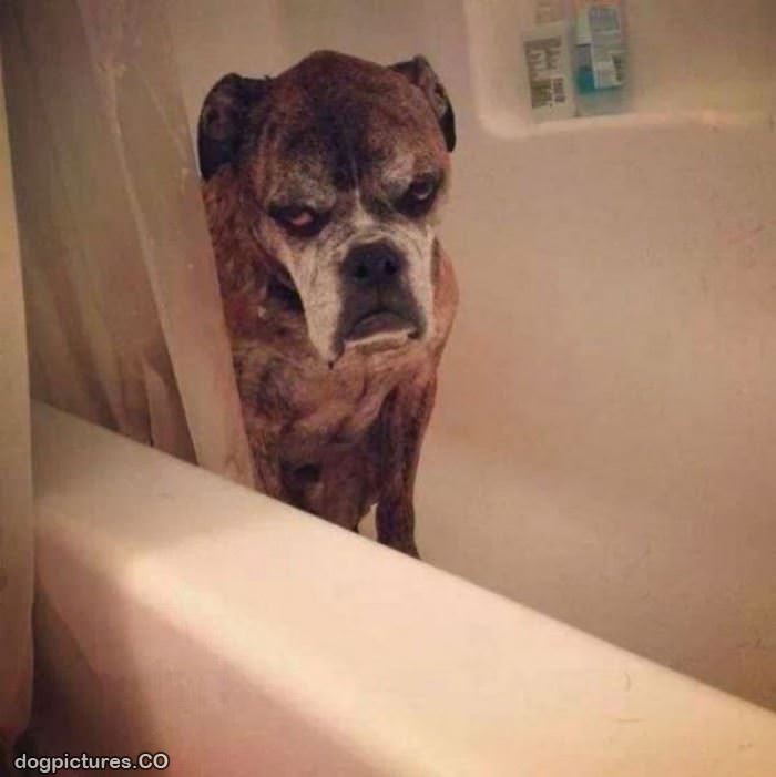 i hate bath time