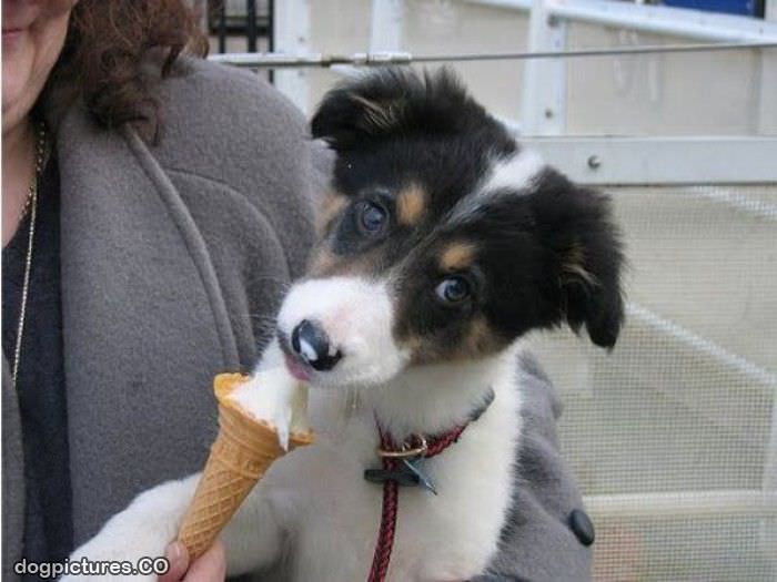 i love ice cream