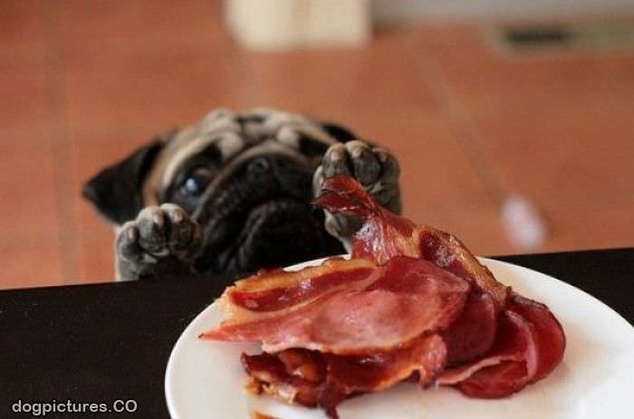 i loves me some bacon
