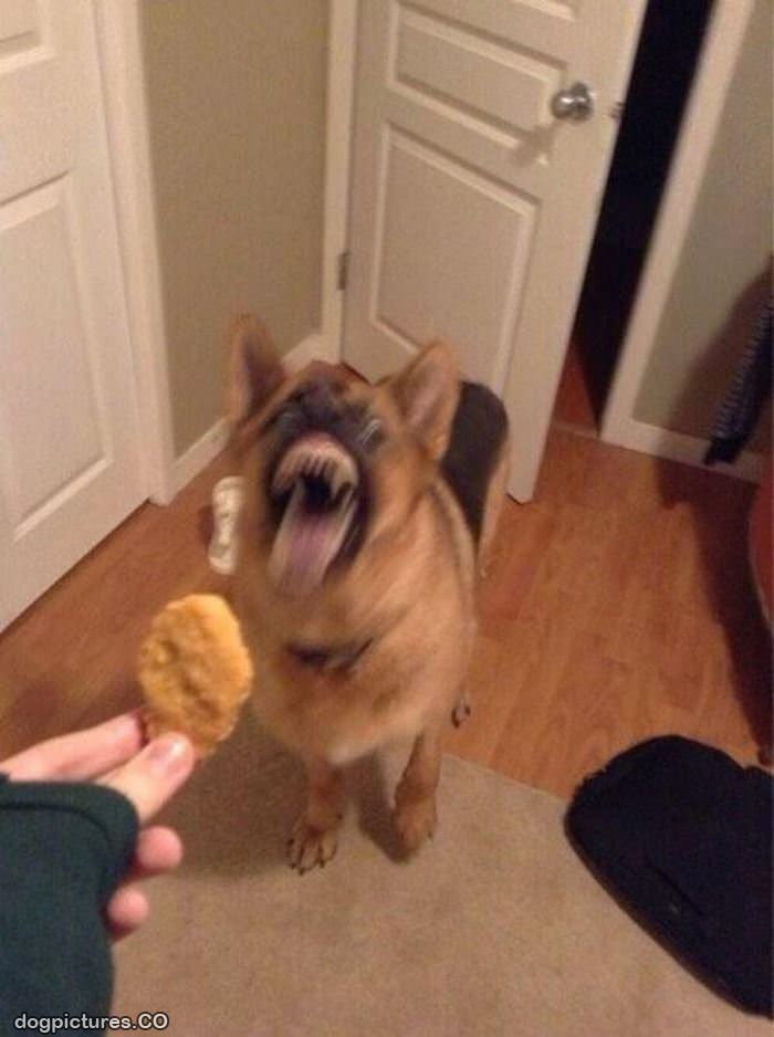 i want nuggets