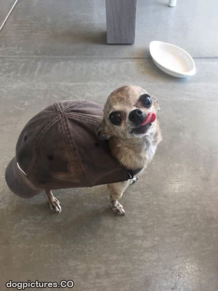im a turtle