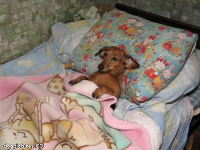 in bed dog