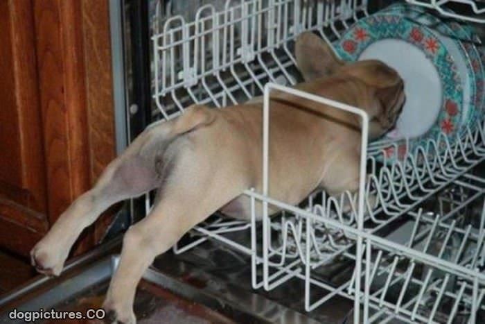 in the dishwasher