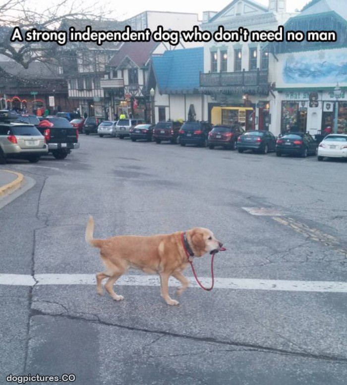 independent dog
