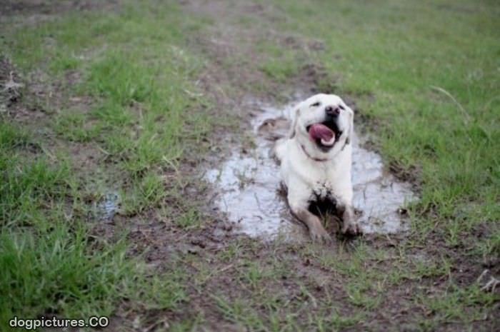 just enjoying the mud