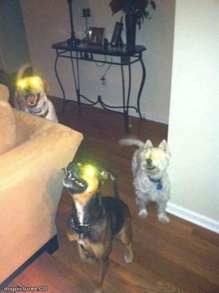 laser dogs