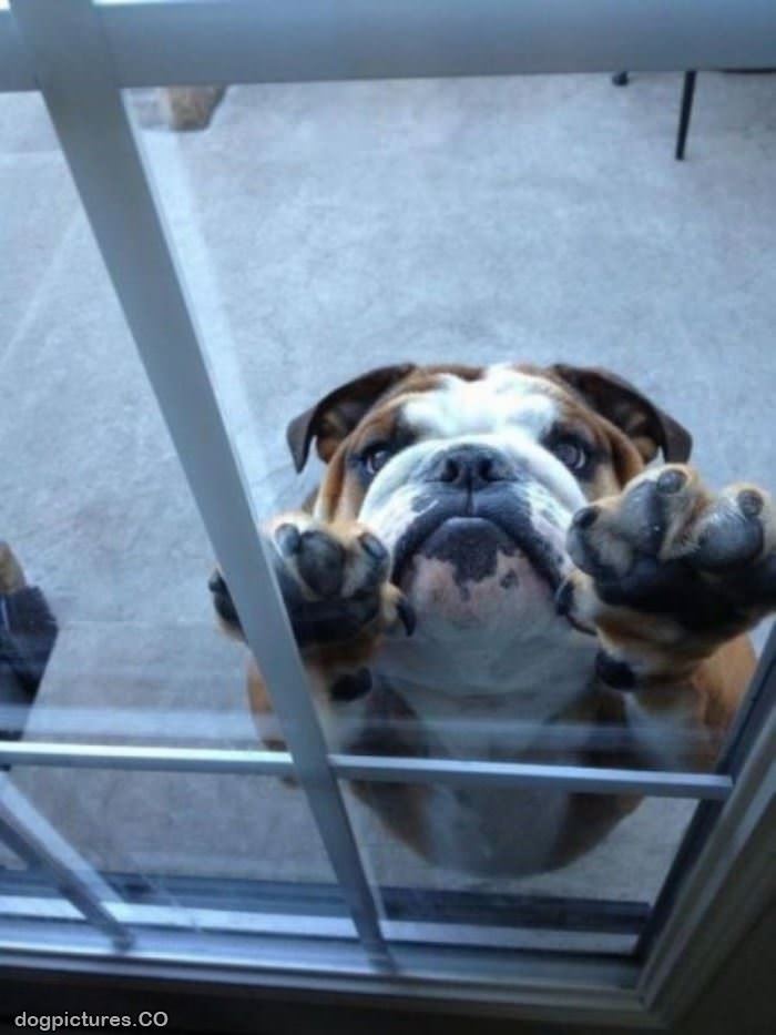 let me in please