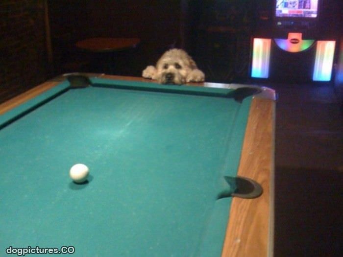 lets play pool