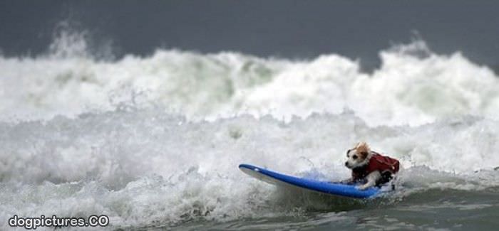 little surfer dog