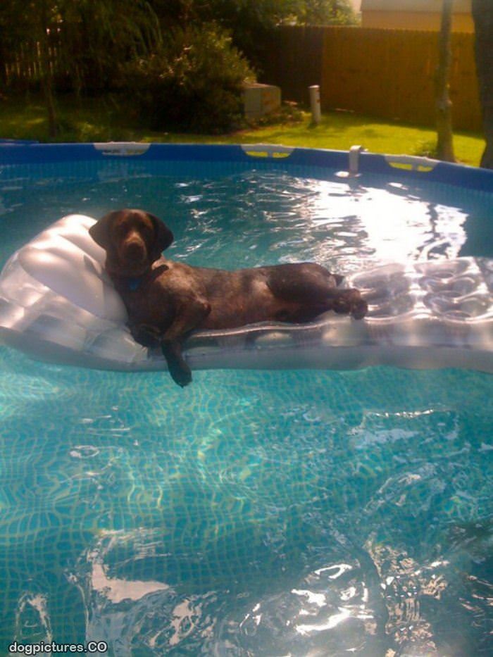 lounging in the pool
