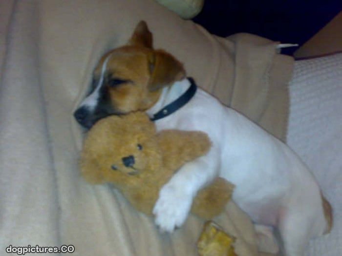 marco asleep with teddy