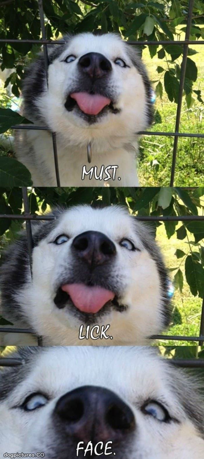 must lick face