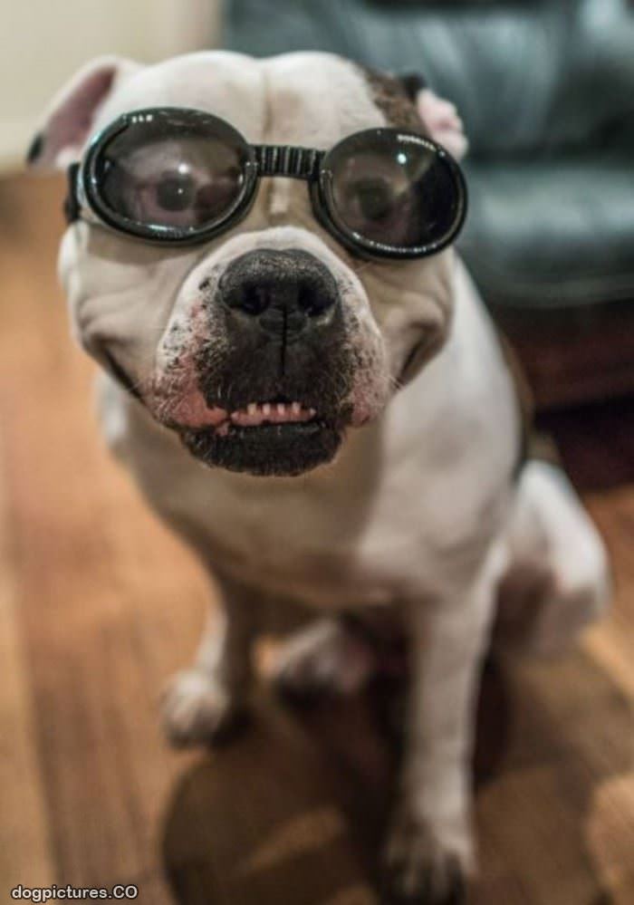 my cool dog glasses