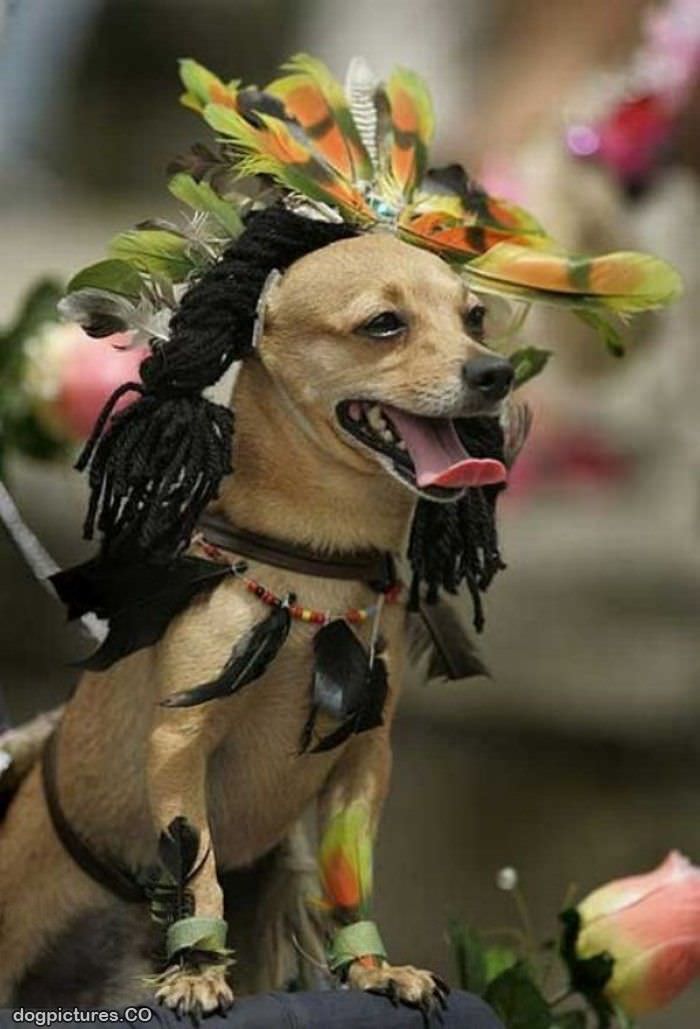 nice dog costume