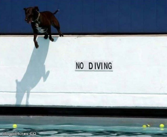 no diving dog