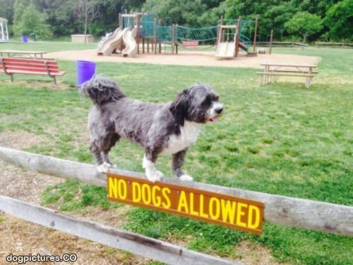 no dogs allowed
