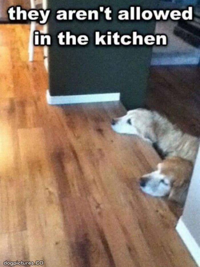 not allowed in the kitchen