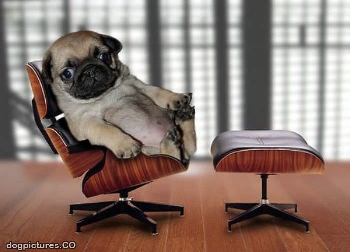 office pug