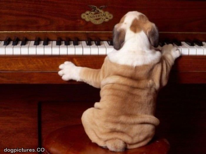 piano dog