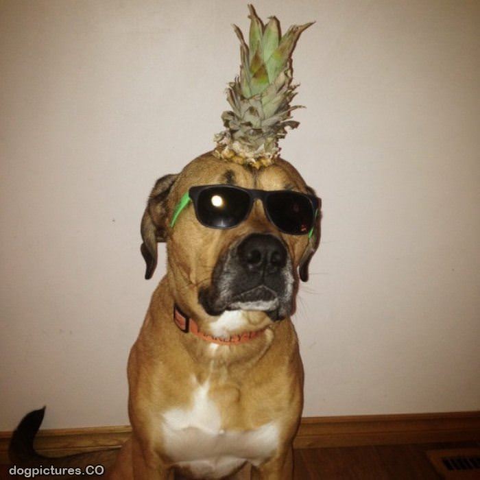 pineapple dog