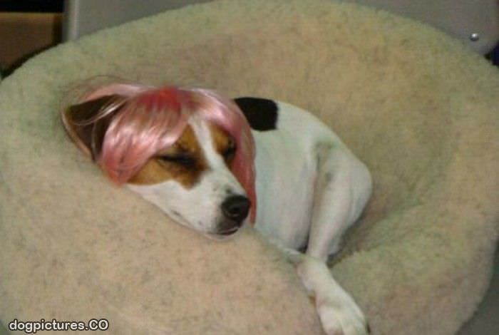 pink wig dog