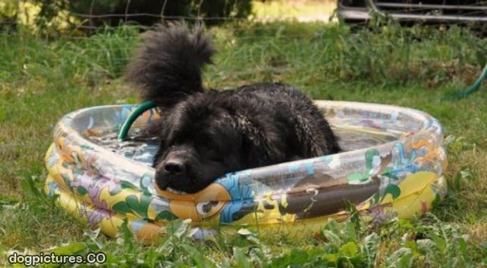 playing in the doggie pool