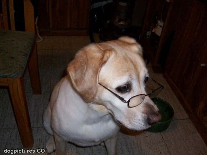 profesor dog