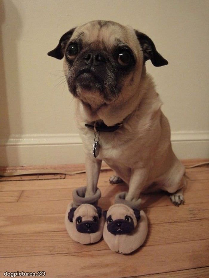 pug and pug shoes