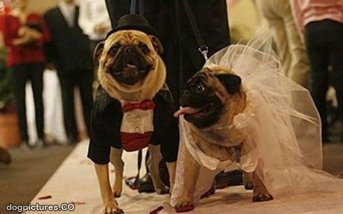 pug wedding