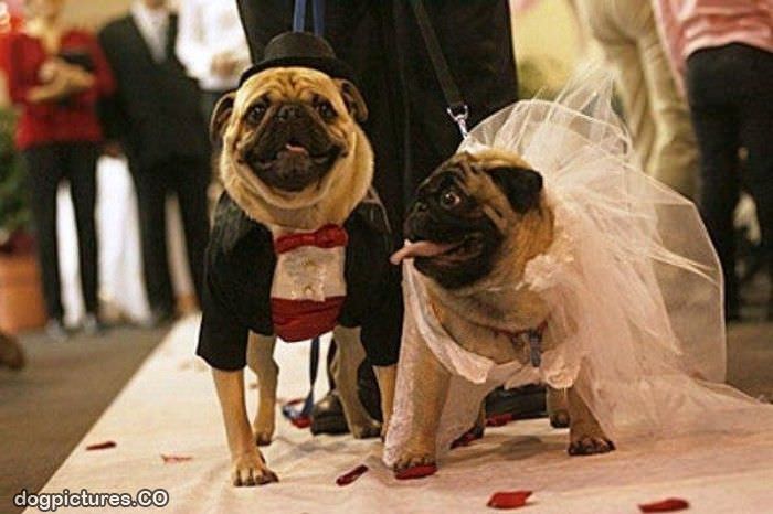 pugs at the wedding
