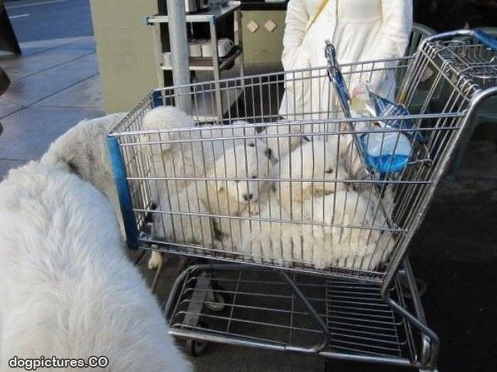 puppy cart